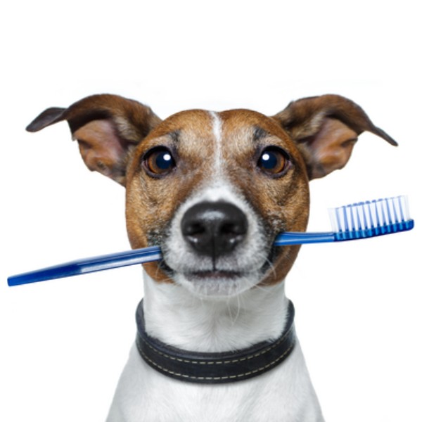 Toothbrush in dog's mouth