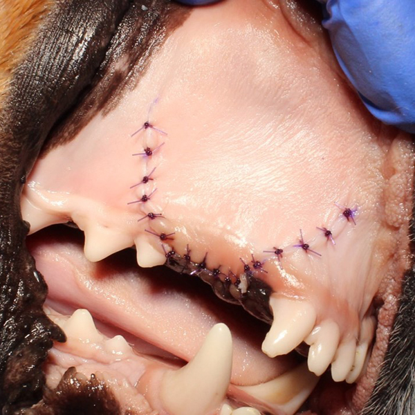 a close up of a dog's teeth
