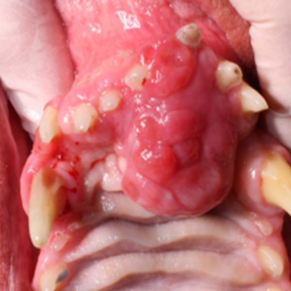 a close up of a huperson tongue