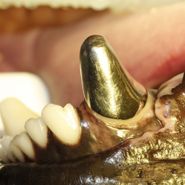 a close up of a mouth with a gold object