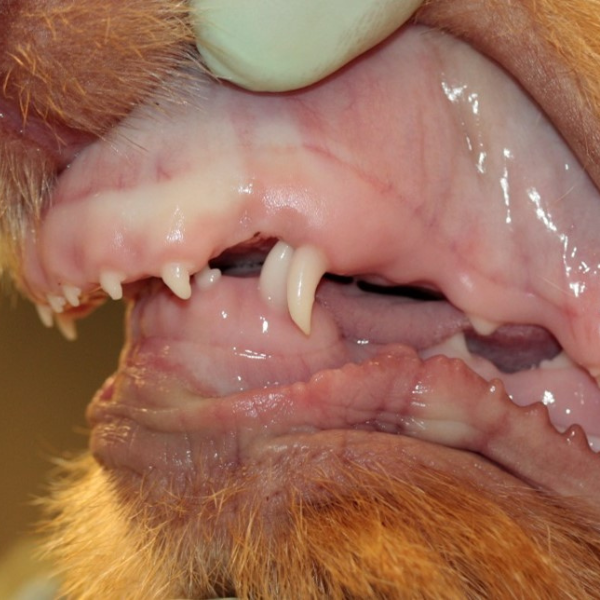 a close-up of a dog's teeth